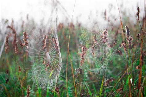 Premium Photo | Spider webs on the plants close up in the nature.