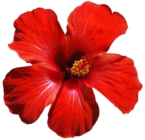 Hibiscus Flower Hawaii Png