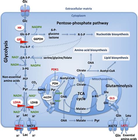 Frontiers Metabolic Plasiticy In CancersDistinct Role Of Glycolytic