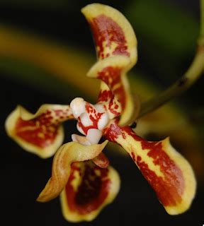 David S Orchid Species Vanda Arcuata J J Sm