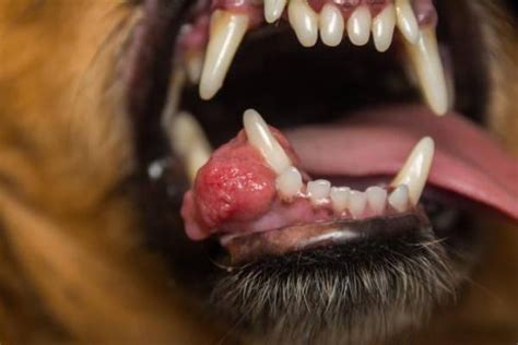 Tumeur De La Bouche Chez Le Chien Symptômes Et Traitement