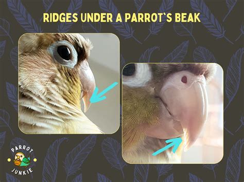 Parrot Beak Anatomy - All You Need To Know (With Pictures!) – Parrot Junkie