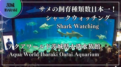 aqua world ibaraki oarai