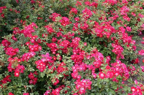 Bodendecker Rose Red Meidiland ® Rosa Red Meidiland