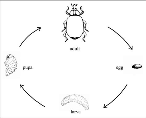 Insect Life Cycle Anchor Charts