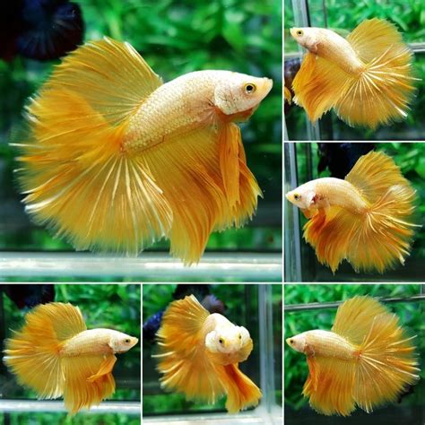 Fwbettashm1509455409 Hm The Gold Dragon Halfmoon Betta Betta