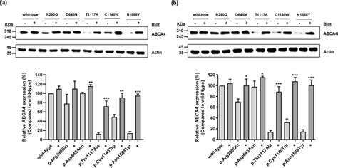 Effect Of Mg Or Bafilomycin A On Abca Expression Abca Expression