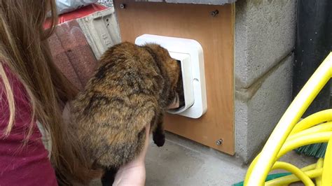 Training Milly To Use A Microchip Cat Flap YouTube