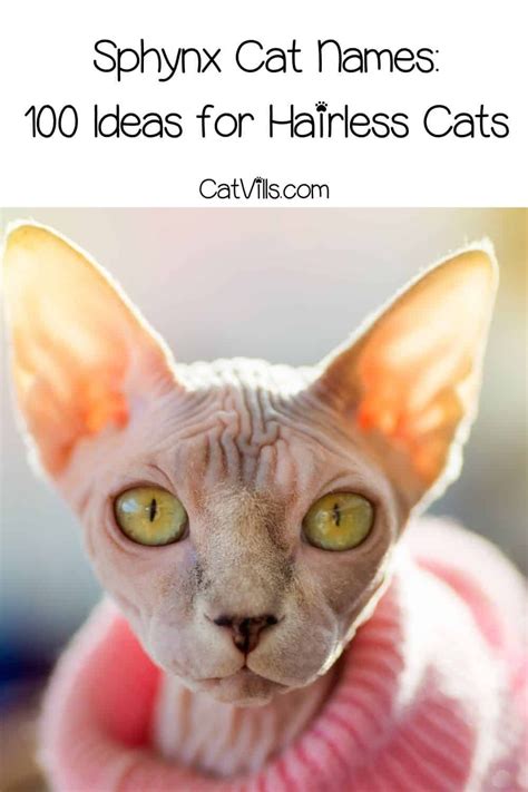 Unique Sphynx Cat Names For Your Hairless Companion Cute Hairless