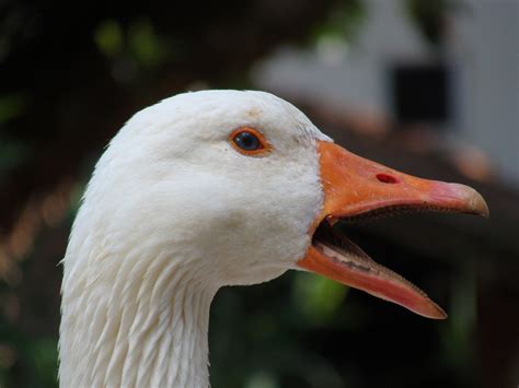 Goose Geese Beak Free Photo On Pixabay Pixabay