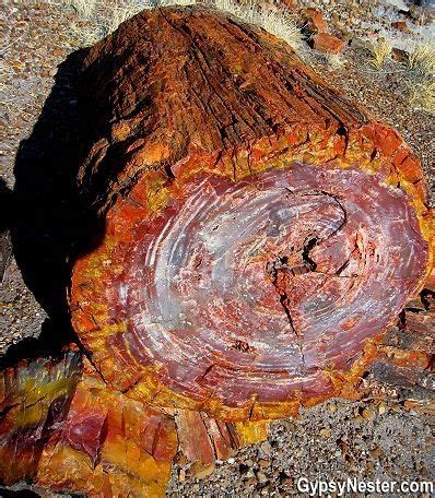 225 Million Year Old Petrified Opal Tree Trunk Located In Arizona