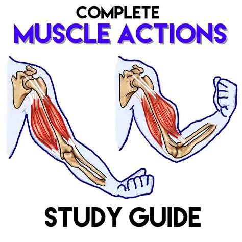 Muscle Actions Study Guide Etsy