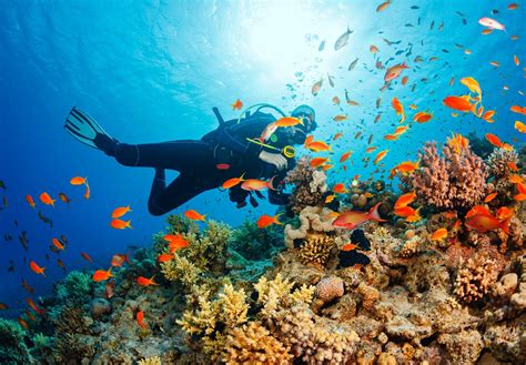 Major In Marine Biology Career Girls Explore Degrees