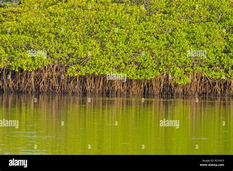 Mangrove Trees Reflected In The Water Galapagos Islands National Park