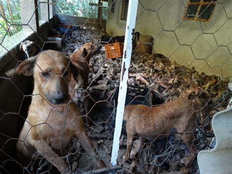 Vigilância Sanitária resgata 12 cães sinais de maus tratos em sítio