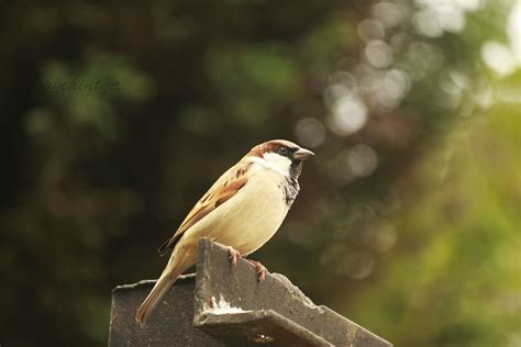 Common Sparrow Ooty Achintya Guchhait Flickr