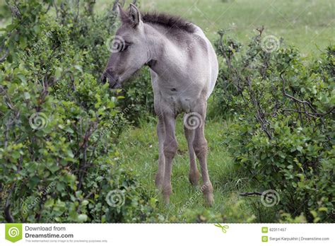 Yakut Foal Stock Image Image Of Yakut Bushes Foal 62311457