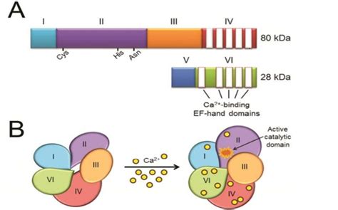 Shows the biochemical structure and activation of μ calpain and