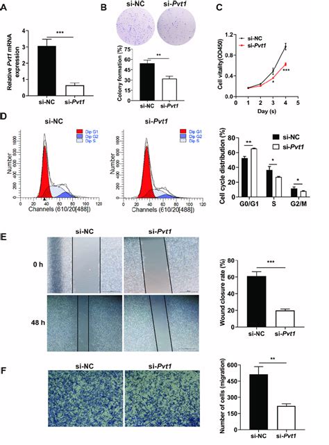 Pvt1 Inhibition Suppresses The Migration And Proliferation Of