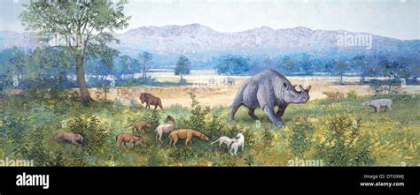 late eocene  res stock photography  images alamy