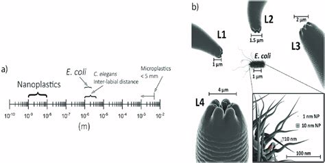 3D image comparison between the size of C. elegans mouth in different ...