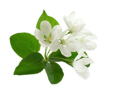 Apple-tree Blossom stock image. Image of ornamental, print - 2498323