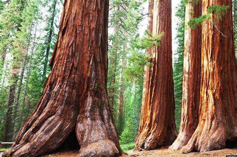 Jennifers Blog The Redwood Tree