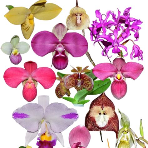 Orchids — Ecuagenera USA Corp