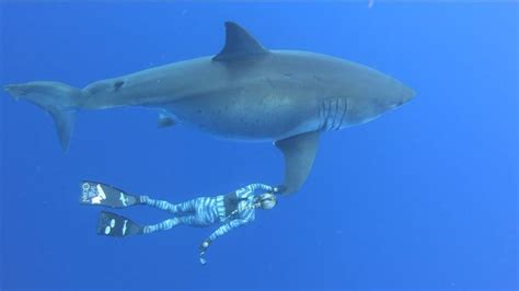 Divers Swim With Rare Great White Shark Cnn