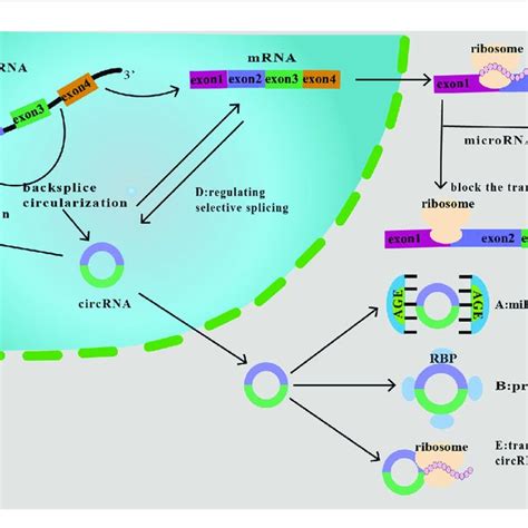 Functions Of Circrnas A As Mirna Sponge Circrna Binds Mirnas And