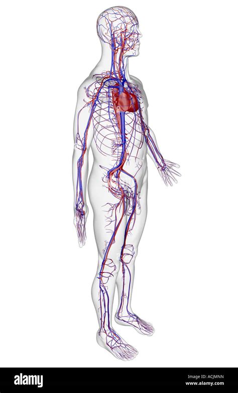 vascular system stock photo alamy