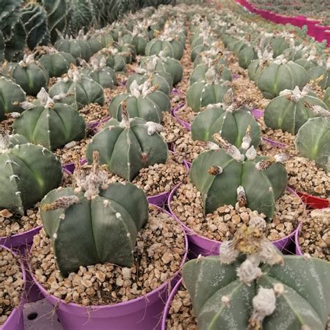 Astrophytum Myriostigma Var Nudum Giromagi Cactus And Succulents