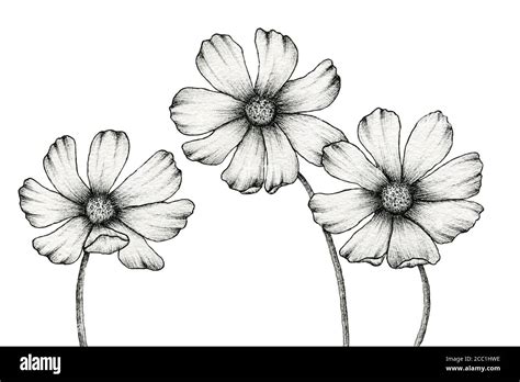 flores de cosmos monocromo dibujo aislado en blanco línea de tinta