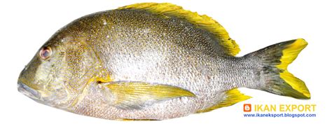 ikan eksport ikan kampuh kampo sangnging