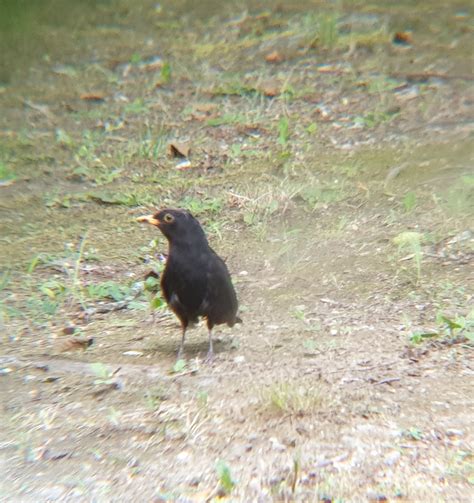 Eurasian Blackbird from Gemeinde Pörtschach am Wörther See Autriche on