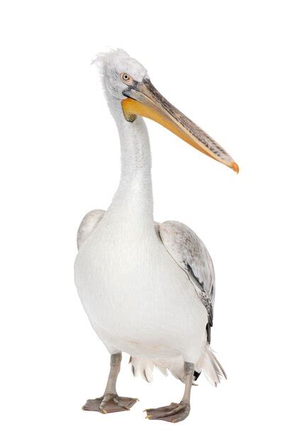 Pel Cano Blanco Pelecanus Onocrotalus En Un Blanco Aislado Foto Premium