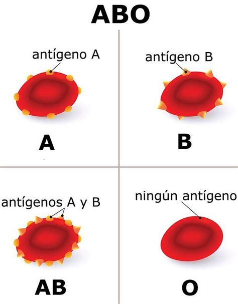 Por Qu Tenemos Distintos Tipos De Sangre