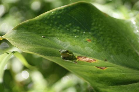 frog chilling  fakeprofileofme  deviantart