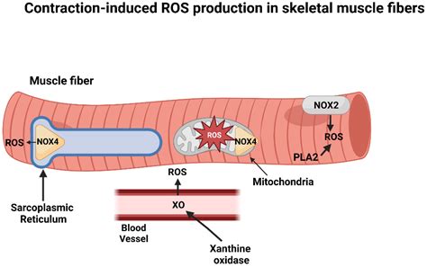 Antioxidants Free Full Text Exercise Training And Skeletal Muscle