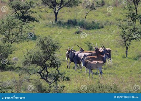 Herd Of Screw Horned Eland Antelopes With Large Male In Bushy Savanna