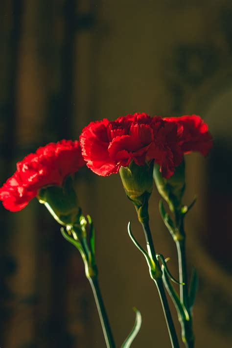 National Flower Of Spain Red Carnation | Best Flower Site