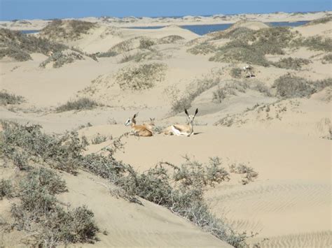 Walvis Bay: 4x4 Desert Excursion to Sandwich Harbour Bay | GetYourGuide