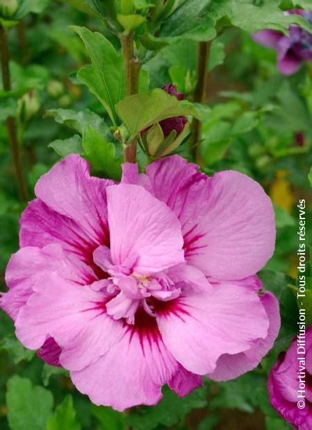 Hibiscus Syriacus First Editions R Tahiti R Mineru Cov Minier