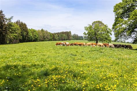 Vacas Pastando En Un Campo Verde En Verano Foto Premium