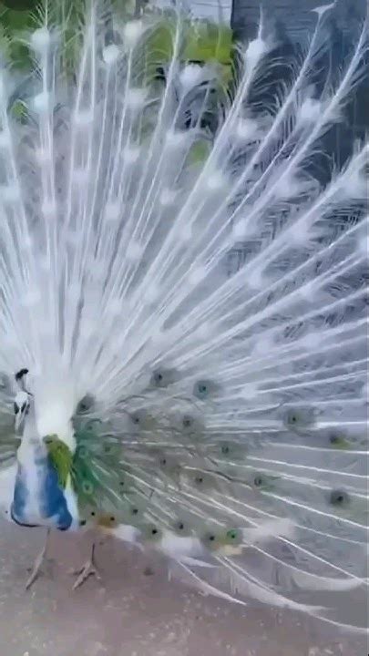 Beautiful White Peacock Opening Feathers Most Expensive Peacock In Pakistan Viralshort