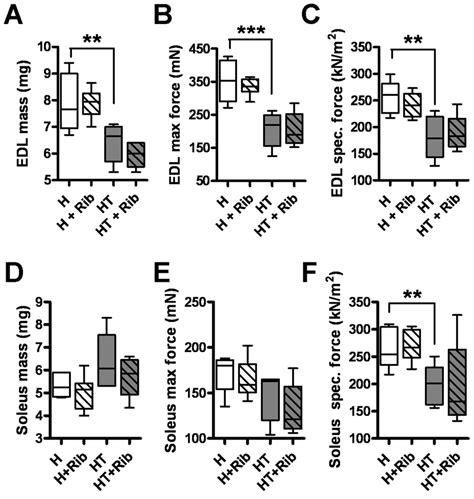 Muscle Force Contraction Analysis Of The EDL And Soleus Showed No