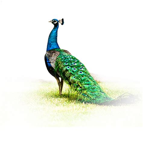 Peacock Logo Transparent