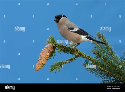 Eurasian Bullfinch Pyrrhula Pyrrhula Female Sitting On A Branch