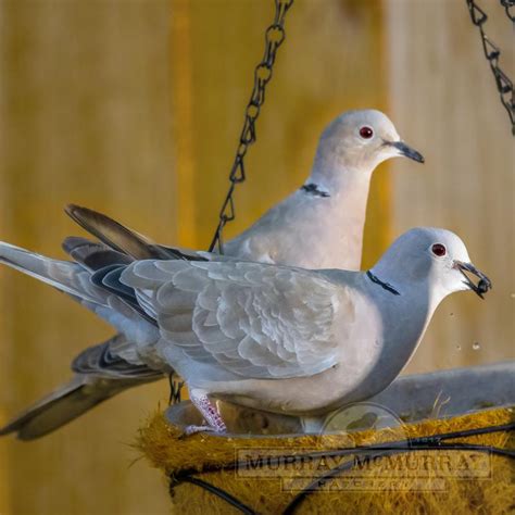 Murray McMurray Hatchery - Ringneck Doves