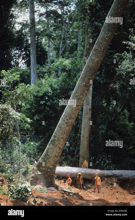 Sapele tree hi-res stock photography and images - Alamy